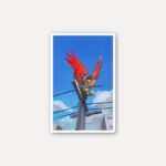 Hawks Rooftop Vigil Sticker