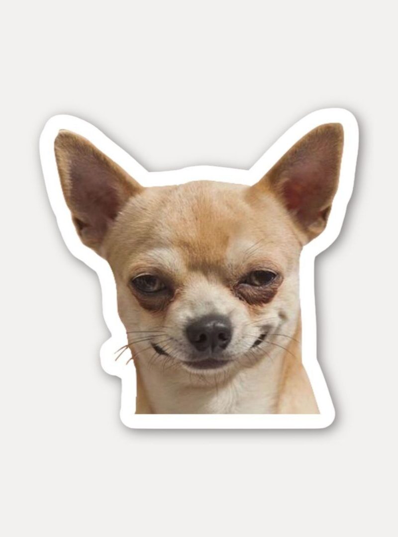 Smirking Chihuahua Funny Dog Sticker